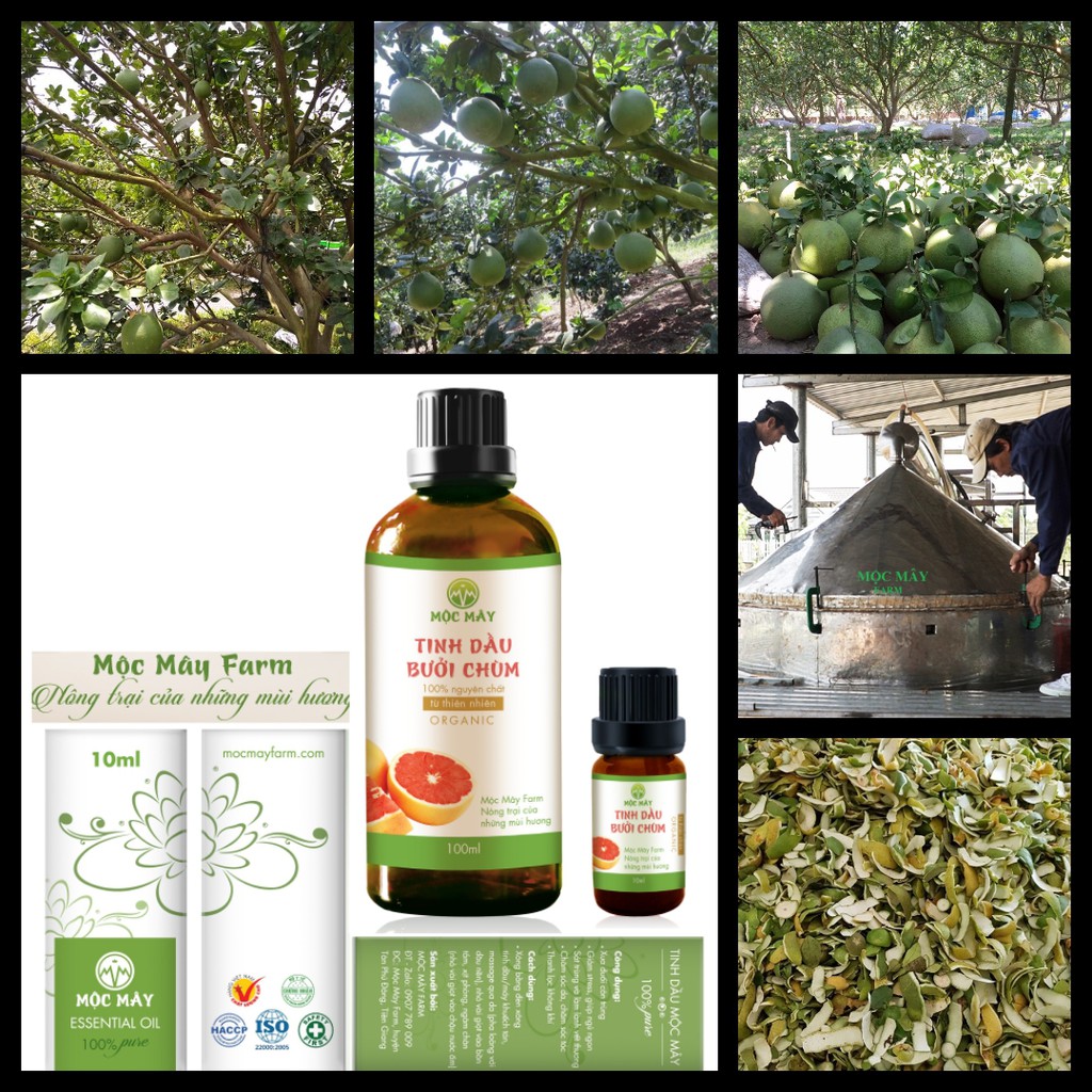 Combo 4 tinh dầu Mộc Mây tặng 1 lọ tinh dầu Mộc Mây (có giấy kiểm định bộ y tế, chất lượng và mùi hương vượt trội)