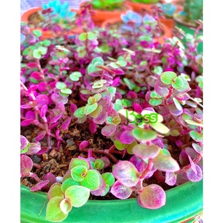 Cỏ hồng Pink Lady