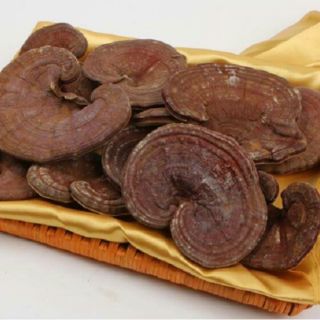 Sỉ như lẻ 1kg nấm linh chi đỏ