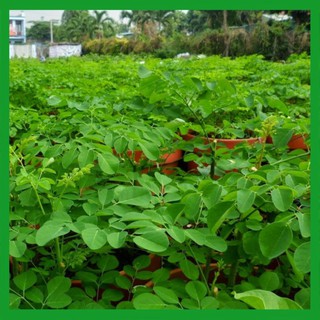 Hạt giống Chùm Ngây