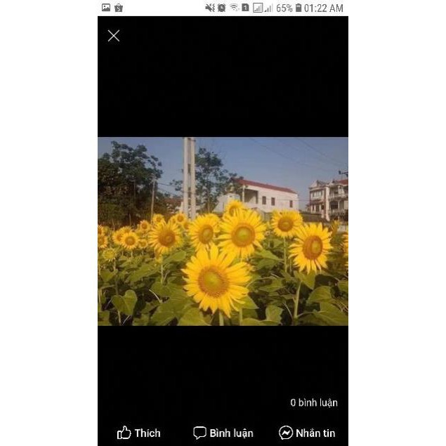 Hướng dương khổng lồ loài hoa luôn hướng về phía mặt trời 🌻🌻🌻#Aguara6 dễ trồng trồng , không tốn công chăm sóc
