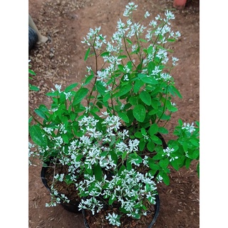 Cây hoa cầu tuyết, bạch tuyết cầu, chỉ giao từ HN trở vào nam