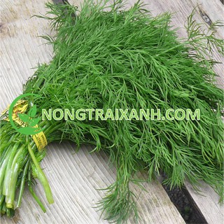 10gr - hạt giống rau thì là