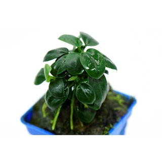 Ráy nana mini - Cây thuỷ sinh