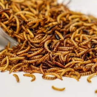 Sâu gạo sấy khô 🐛free ship🐛 sâu gạo sấy dinh dưỡng dành cho thỏ, bọ, hamter, sóc....