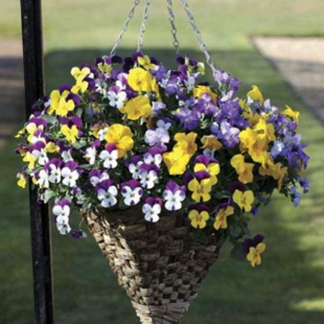 100 hạt giống hoa pansy mix màu