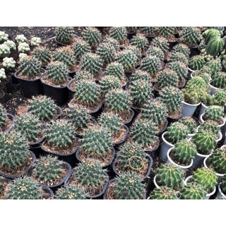 Xương rồng Sầu riêng ( Có nụ tùy đợt)