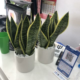 Combo hai cây lưỡi hổ để bàn