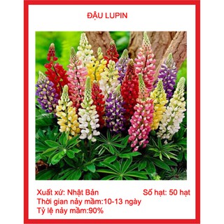 GÓI 50 HẠT GIỐNG ĐẬU LUPIN