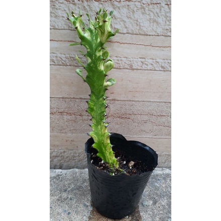 Euphorbia 3 cạnh var vàng