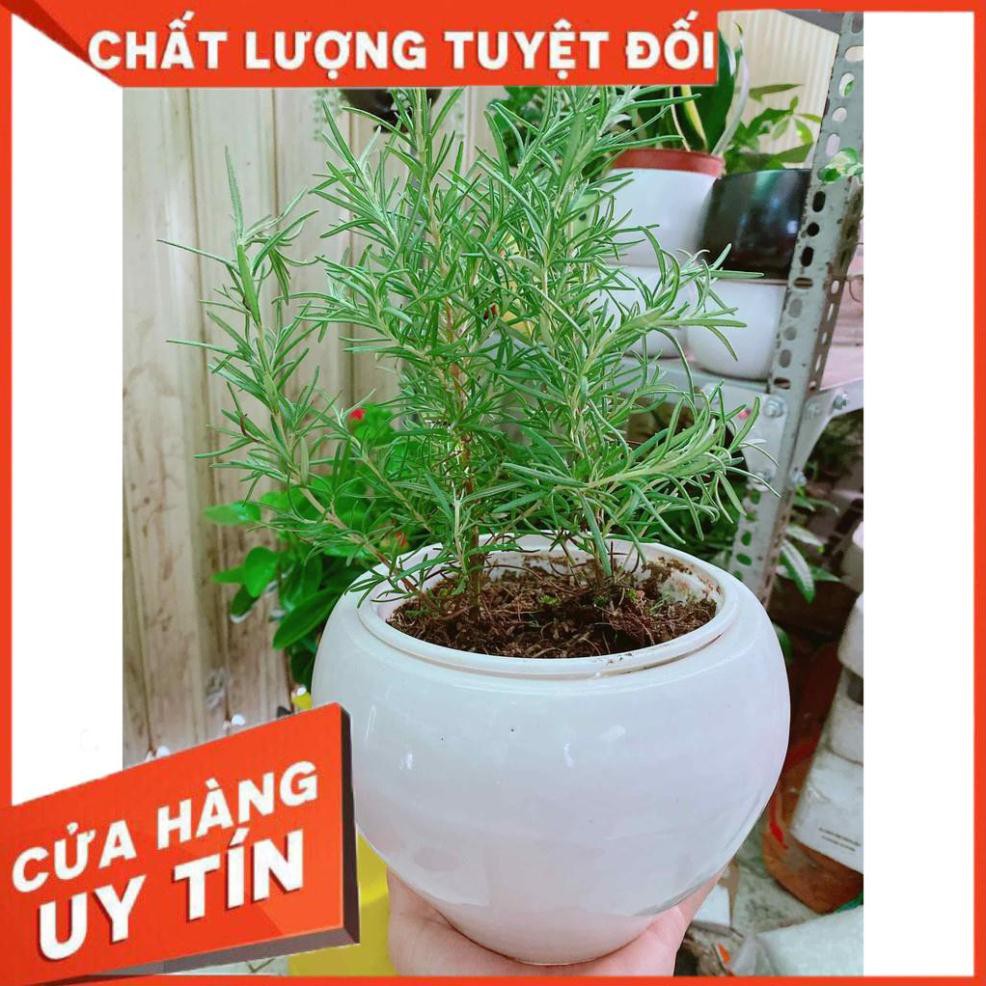 Chậu hương thảo Nhiều Người Mua