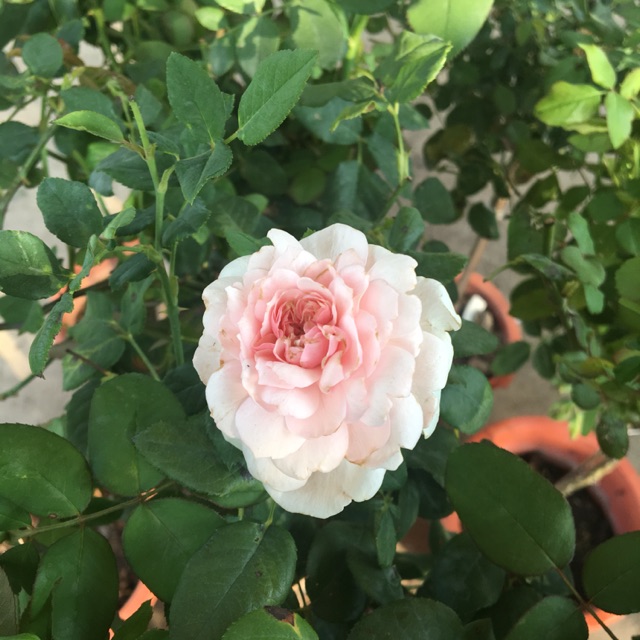 Hồng thân gỗ tree rose