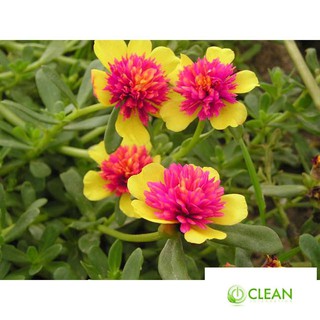 100 hạt hoa 10h sam (hoa sam)