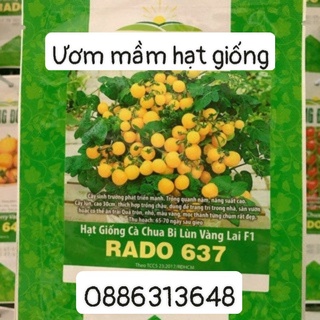 Hạt giống cà chua bi lùn vàng (0.1g)