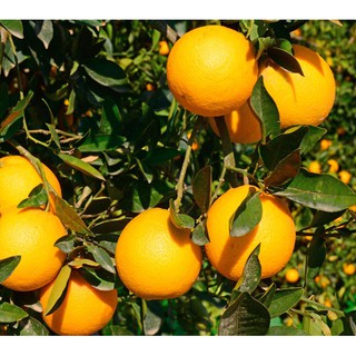 Cây giống cam vàng mỹ