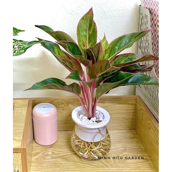 Cây phú quý thủy sinh trang trí nội thất dễ chăm sóc