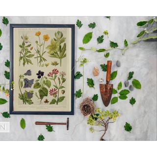 TRANH CỔ ĐIỂN- botanical book