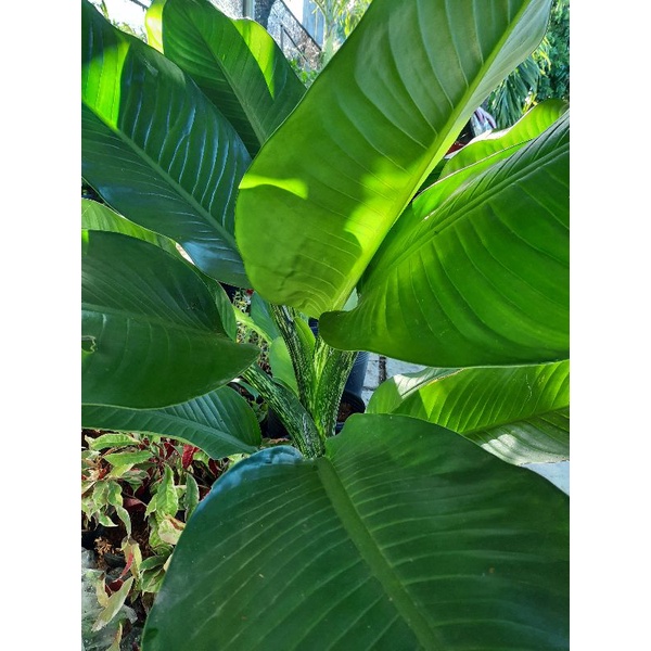 Đai phú Gia trang trí