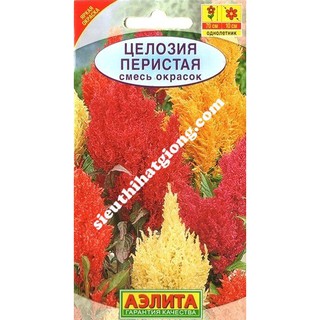 Hạt giống mào gà lửa mix 70cm