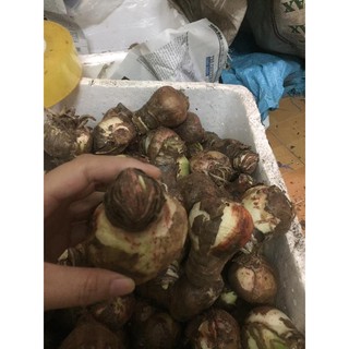 Củ hoa lan huệ ngoại Hà Lan samba