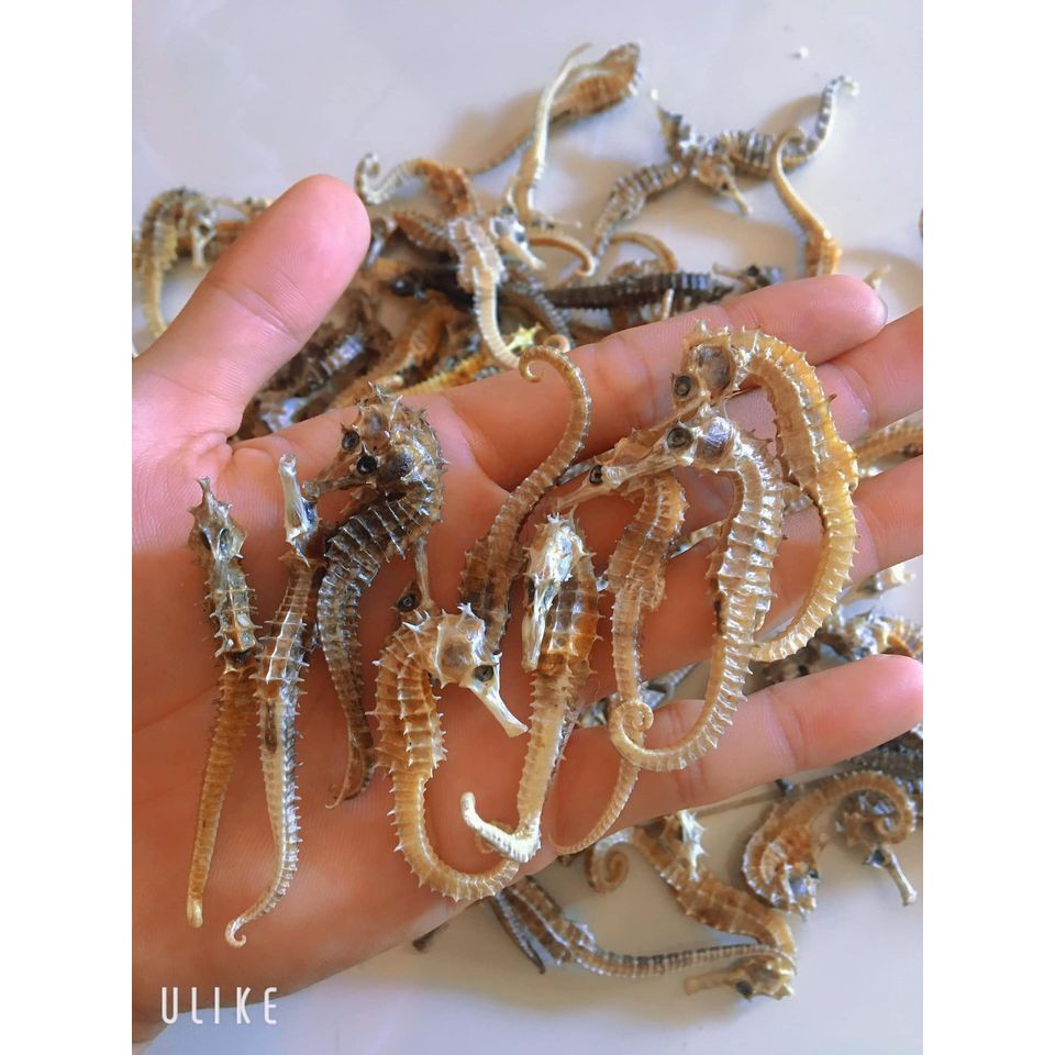 10 con cá ngựa khô giá chỉ 120k | BigBuy360 - bigbuy360.vn