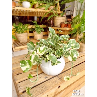 Cây Trầu bà - cây phong thủy để bàn