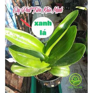 Phân hữu cơ đậm đặc BOUNCE BACK túi 05kg