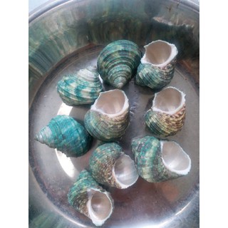 vỏ ốc  ( 1 cái )