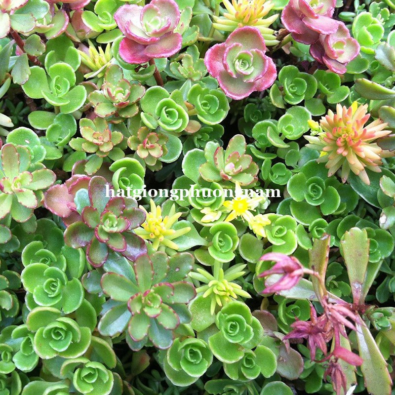 50H - HẠT GIỐNG SEN ĐÁ SEDUM