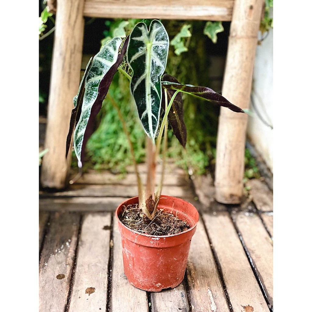 Cây Môn Quan Âm Bambino Lá Hẹp - Alocasia Bambino Narrow Leaf (chậu nhựa hoặc chậu đất nung)