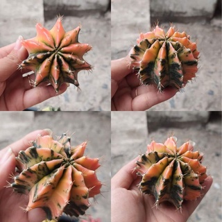 Xương rồng guym len