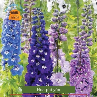 Hạt giống hoa phi yến HOA TẾT kèm phân