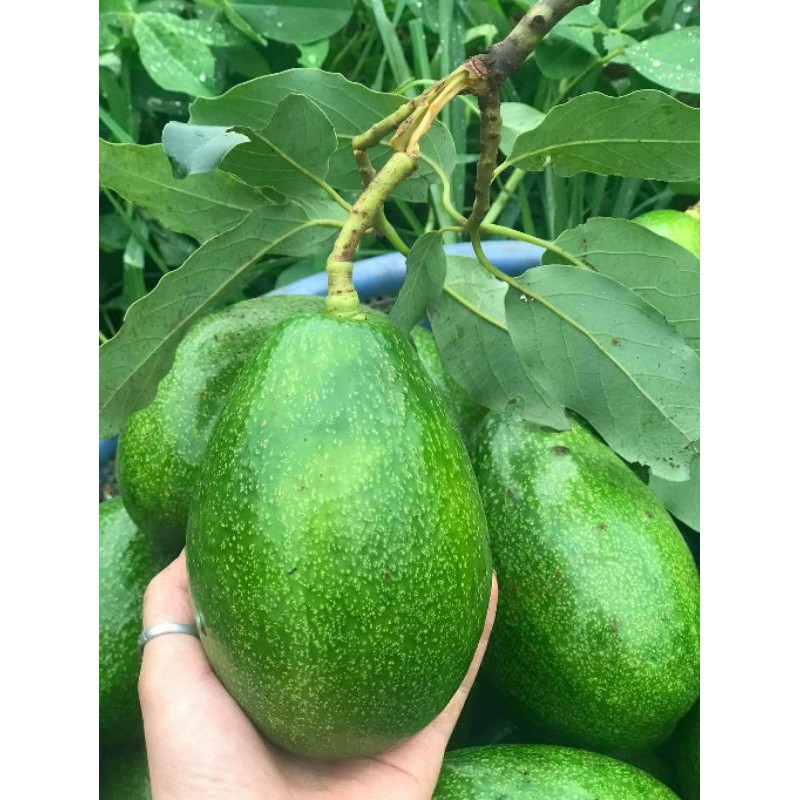 Bơ organic chuẩn sạch