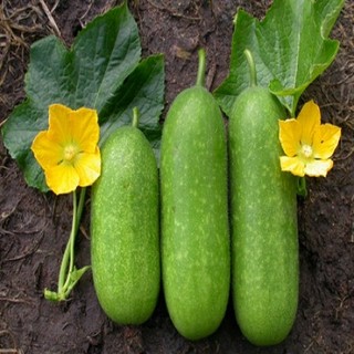 BỘ 3 GÓI HẠT GIỐNG BẦU