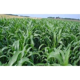 Hạt Cỏ Chăn Nuôi Cao Lương Sudan Lai 200g - Cỏ Chăn Nuôi Không Lông, SINH TRƯỞNG MẠNH