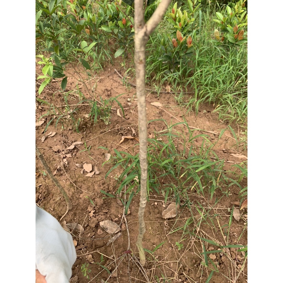 Cây mộc hương ta cao 1m2 thoát thân 80cm .