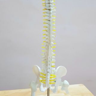MÔ HÌNH CỘT SỐNG 45CM