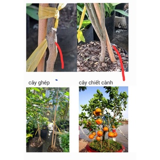 Cây quýt hồng