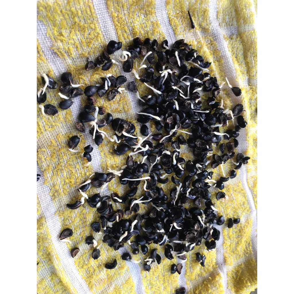 Hạt giống rau ngót ta thơm,hạt rau ngót siêu lá nảy mầm 90%