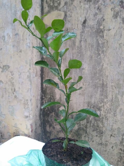 Chanh não người.