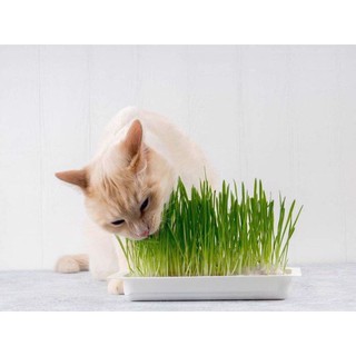 Hạt giống cỏ lúa mì - cỏ mèo