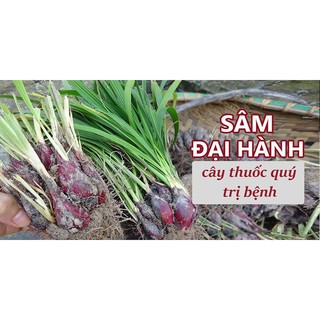 cây sâm đại hành