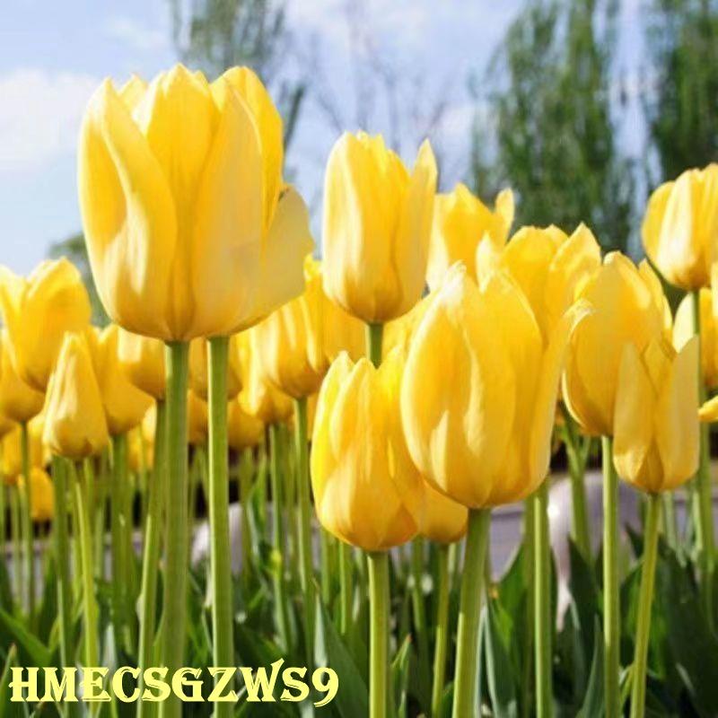 Hạt giống hoa tulip thủy canh hương thơm nồng nàn bốn mùa không thể tàn trong nhà hoa phòng khách 20h