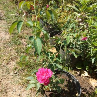 Hồng leo  tường vi,1 loại hồng cổ sống lâu năm