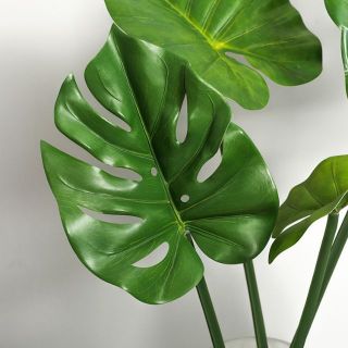 Cành lá sẻ
