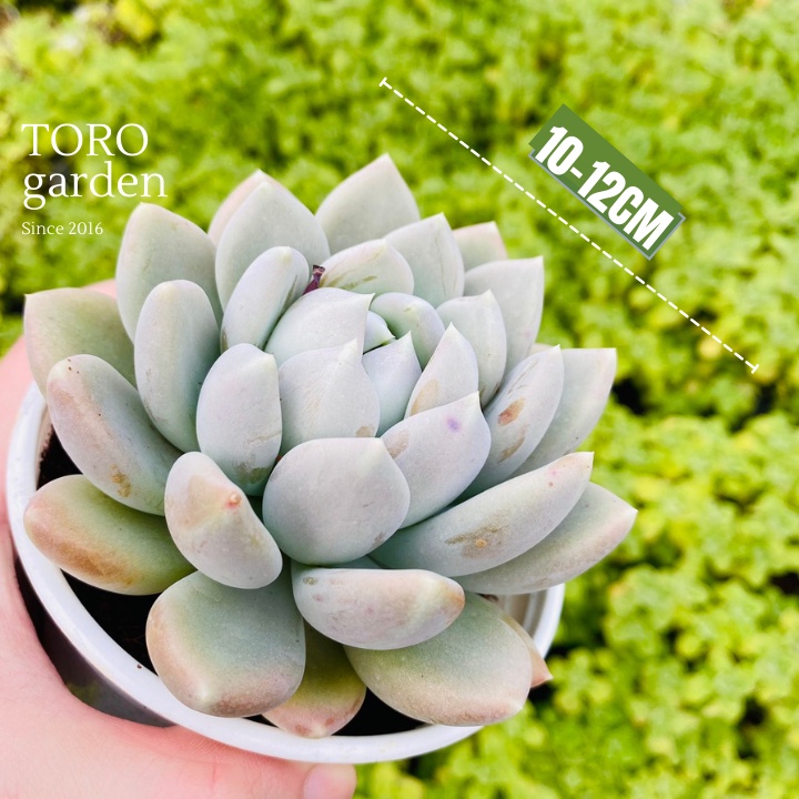 Sen đá sỏi xám Đà Lạt size trung bình cây cảnh trang trí nhà cửa Toro garden