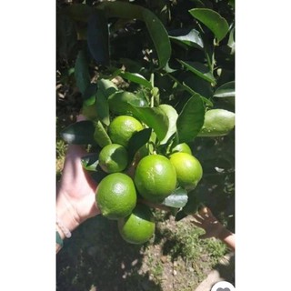 CÂY GIỐNG CHANH TỨ QUÍ