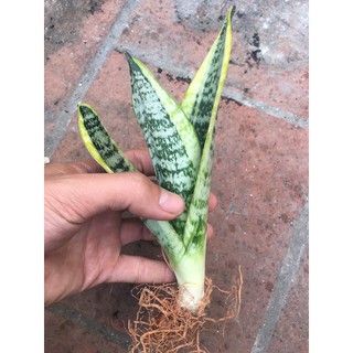 Cây lưỡi hổ viền vàng lùn