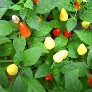 Hạt giống Ớt ngũ sắc trái đào
