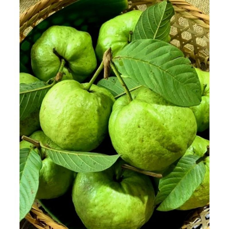 Ổi tươi ngon dòn, ngọt